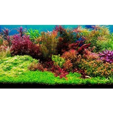 Aquarium Plants Akvaryum Potasyum+Nıtrat+Fosfat+Excel Gübreleri 4X600ML+10 Adet Kapsül Gübre