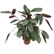 Fidanova Calathea Ctenonthe 100 cm