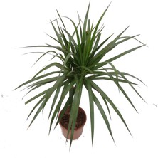 Fidanova Marginata Tekli 40-50 cm