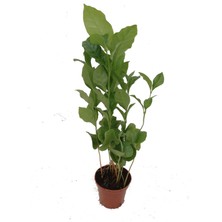 Fidanova Kahve Çiçeği 30-35 cm