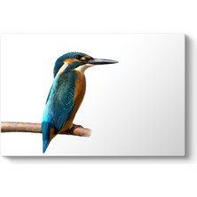 Tabloshop Sinek Kuşu Tablosu