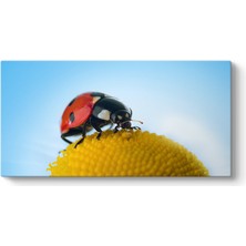 Tabloshop Uğur Böceği Polen Tablosu