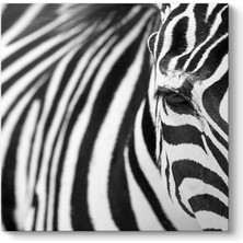 Tabloshop Zebra Tablosu