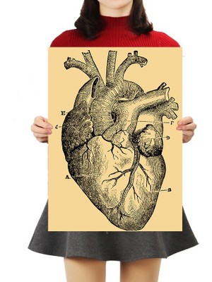 Caph Design Kalp Anatomisi - Vintage Kraft Poster - 32X45CM - Özel Kutulu