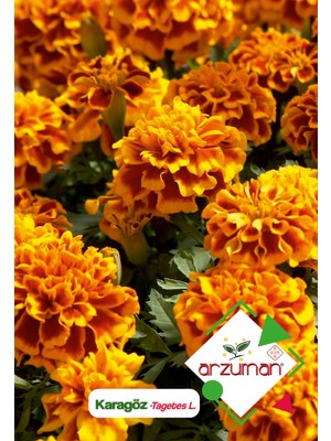 Arzuman Karagöz (Tagetes L.) Çiçek Tohumu 50 Adet
