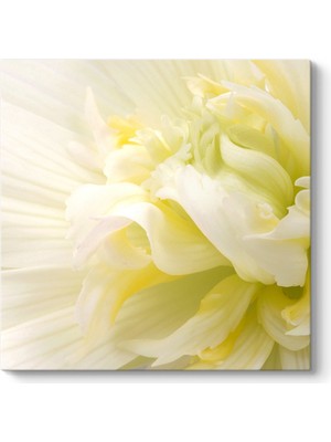 Tabloshop White Flower Iıı Tablosu