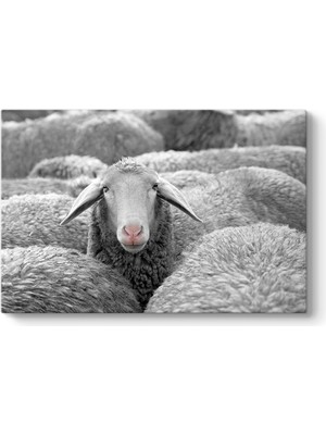 Tabloshop Koyun Tablosu