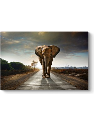 Tabloshop Fil Tablosu