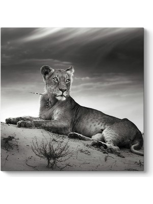 Tabloshop Dişi Aslan Tablosu