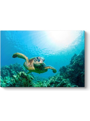 Tabloshop Kaplumbağa Tablosu