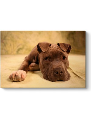 Tabloshop Yavru Pitbull Tablosu