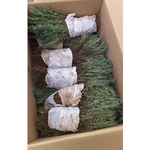 20 Açık Kök Intermedia Lavanta Fidesi Fidanı