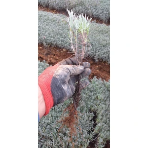 Egemen Fidancılık 30 Adet Açık Kök Intermedia Lavanta Fidesi Fidanı