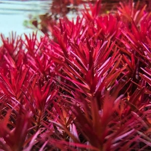 In Vitro Rotala Vietnam H'ra 200 cc
