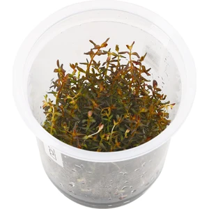 In Vitro Rotala Macrandra Mini Pink 200 cc
