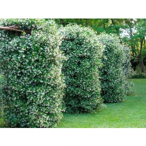 Tüplü, Mis Kokulu Arap Yasemini Rhyncospermum Jasminoides Türü, 40-50 Cm. Boyunda