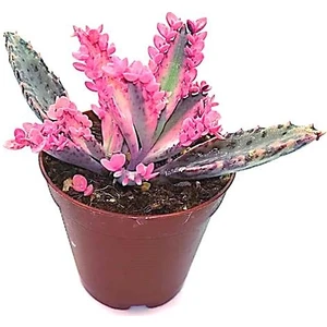 Aşkın Gözyaşı Pembe Sukulent