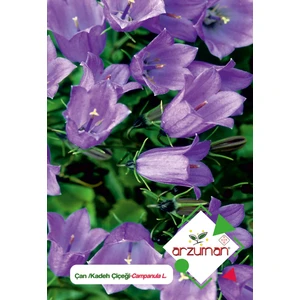 Kadeh - Çan (Campanula L.) Çiçek Tohumu 100 Adet