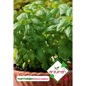 Yeşil Fesleğen - Yeşil Reyhan (Ocimum Basilicum) Çiçek Tohumu 100 Adet