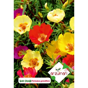 Ipek - Şellaki (Portulaca Grandiflora) Çiçek Tohumu 100 Adet
