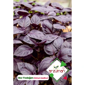 Mor Fesleğen - Mor Reyhan (Ocimum Basilicum) Çiçek Tohumu 100 Adet
