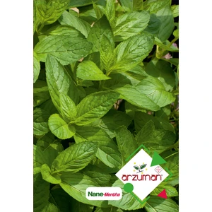 Nane (Mentha) Çiçek Tohumu 100 Adet