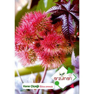Kene Çiçeği (Ricinus  Communis) Çiçek Tohumu 5 Adet