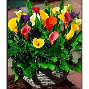 Köy Tohumları 10 Adet Tohum Calla Lily Çiçek Tohumu Afrika Çöl Çiçeği Calla Lily Çiçek