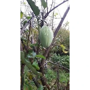 Köy Tohumları 20 Adet Tohum Çok Nadir Bulunan Kastamonu Ağaç Bamyası Tohumu Bamya Tohumu Sürpriz Hediye Tohum