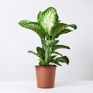 Difenbahya Tropic Snow Bitkisi