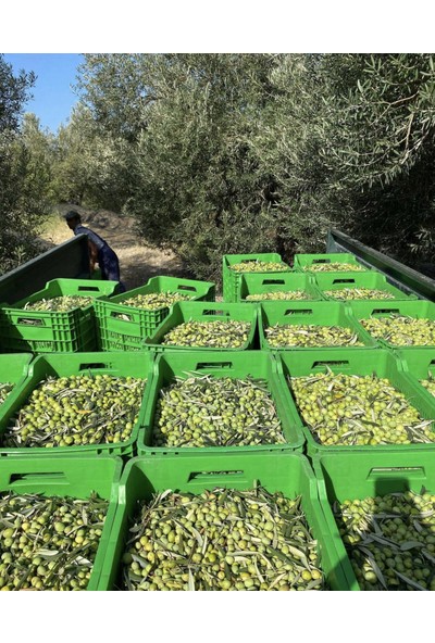 Çiftçiden Organik Market Çiftçiden Market Organik Hatay Halhali Zeytini (El Kırması)