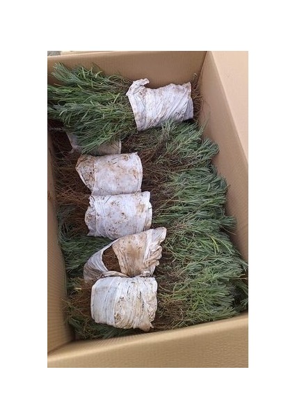 20 Açık Kök Intermedia Lavanta Fidesi Fidanı