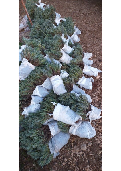 20 Açık Kök Intermedia Lavanta Fidesi Fidanı fırsatları