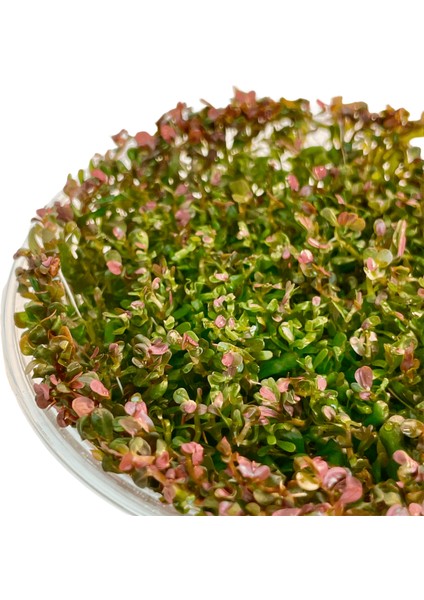 In Vitro Rotala Vietnam H'ra 200 cc