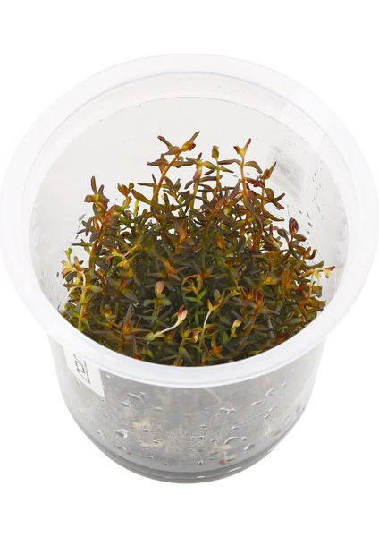 In Vitro Rotala Macrandra Mini Pink 200 cc