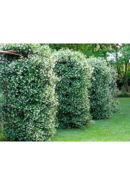 Tüplü, Mis Kokulu Arap Yasemini Rhyncospermum Jasminoides Türü, 40-50 Cm. Boyunda