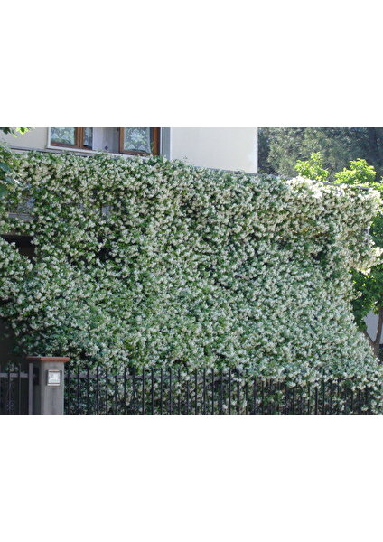 Tüplü, Mis Kokulu Arap Yasemini Rhyncospermum Jasminoides Türü, 40-50 Cm. Boyunda