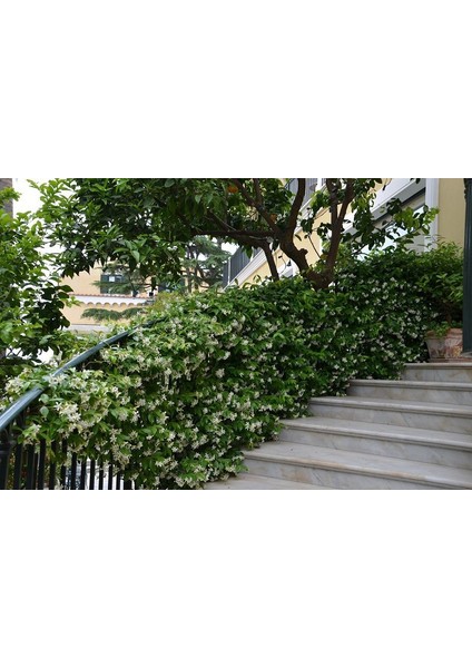 Tüplü, Mis Kokulu Arap Yasemini Rhyncospermum Jasminoides Türü, 40-50 Cm. Boyunda