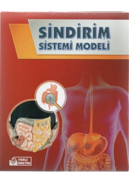 Kırmızı Sindirim Sistemi Modeli Deney Seti