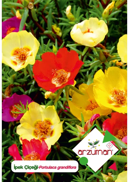 Ipek - Şellaki (Portulaca Grandiflora) Çiçek Tohumu 100 Adet