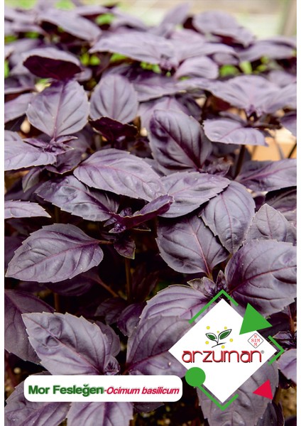 Mor Fesleğen - Mor Reyhan (Ocimum Basilicum) Çiçek Tohumu 100 Adet