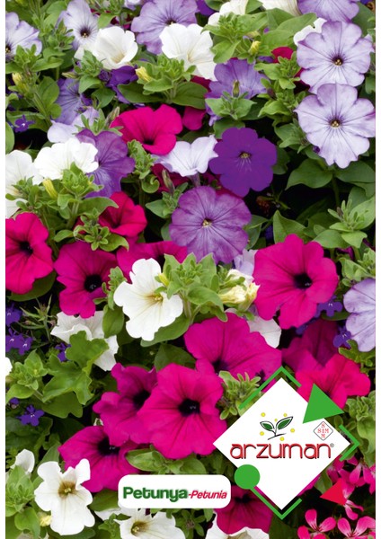 Petunya (Petunia) Çiçek Tohumu 100 Adet