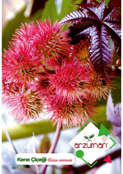 Kene Çiçeği (Ricinus  Communis) Çiçek Tohumu 5 Adet