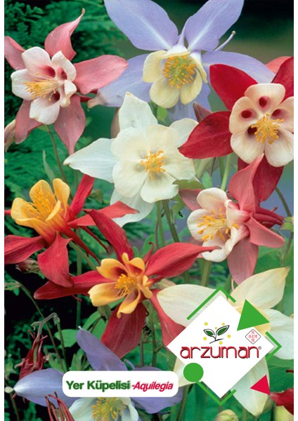 Yer Küpelisi (Aquilegia) Çiçek Tohumu 100 Adet