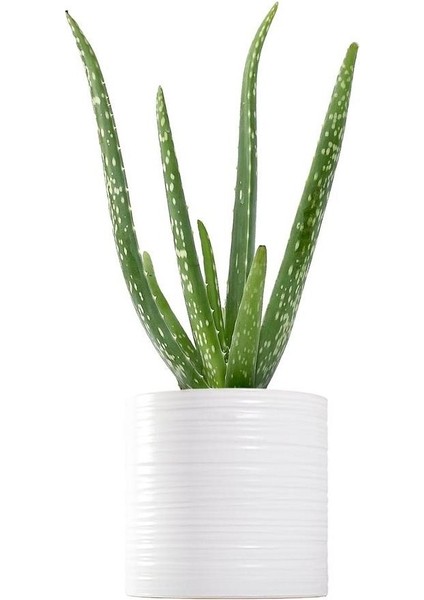 Aloe Vera Bitkisi Beyaz Dekoratif Saksılı