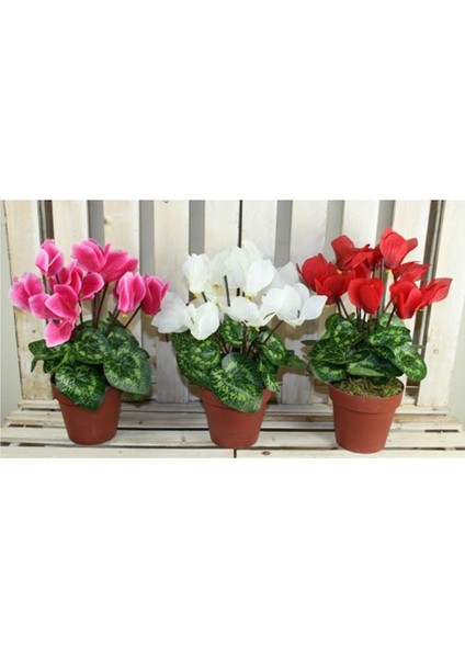 Siklamen Çiçeği fiyatları