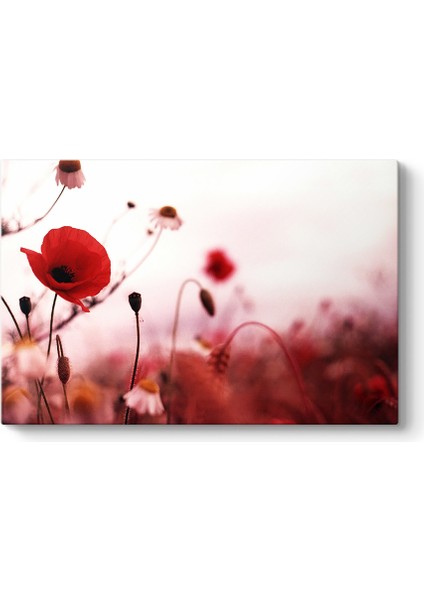 Gelincik Yalnızlık Tablosu