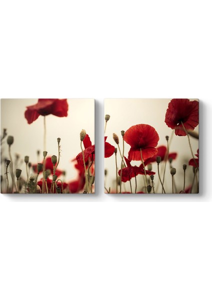 Soft Gelincik Tablosu