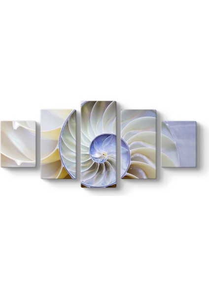 Beyaz Deniz Kabuğu Tablosu