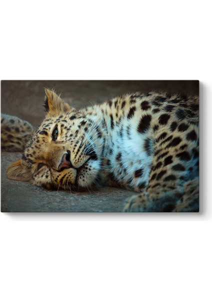 Leopar Tablosu